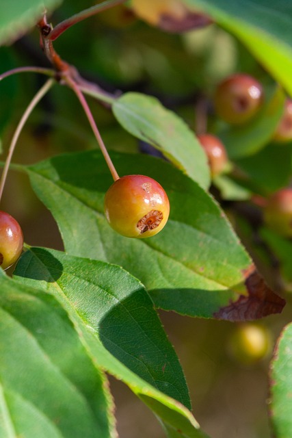 通过分享球 通过分享球